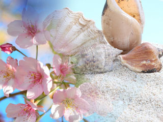 春の桜と夏の海の風景